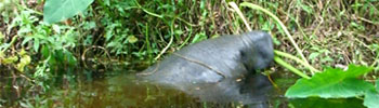 Little Manatee River
