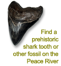 Go Fossil Hunting on The Peace River!
