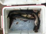 Fish-catfish