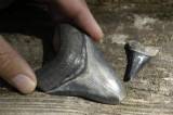 Shark Tooth