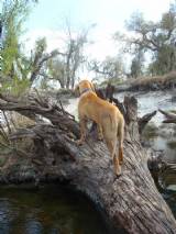 Fossilling Dog