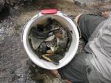 2012 bucket of teeth